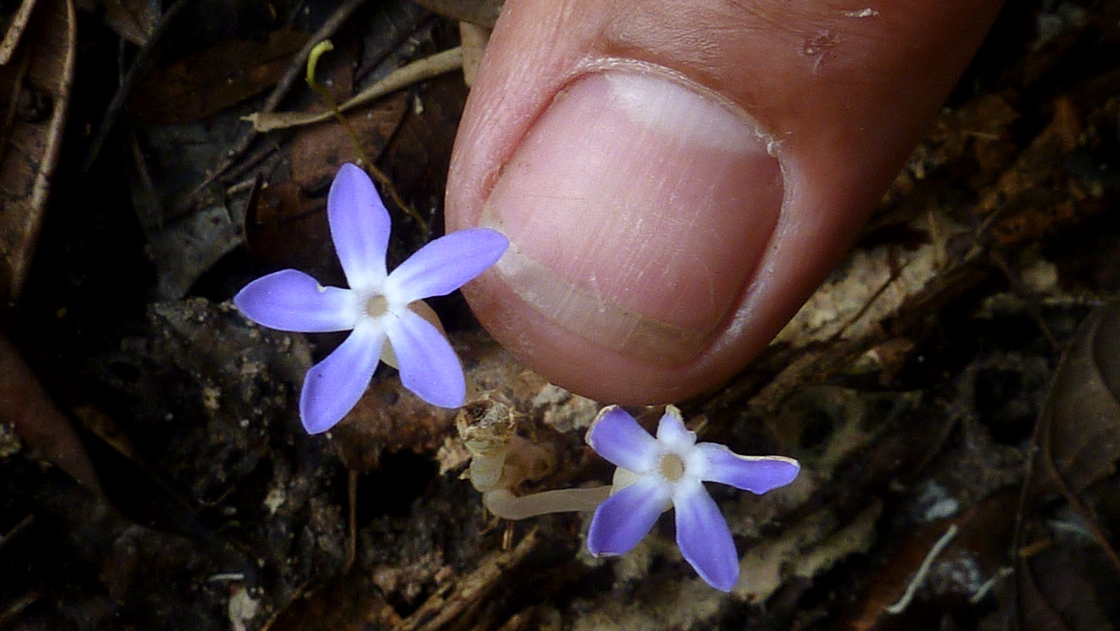 Nuestra Historia (tal y como sucedió) · Plantas · Hongos · Redes · Salud · Comunidad